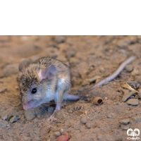 گونه همستر دم دراز زاگرسی Calomyscus bailwardi